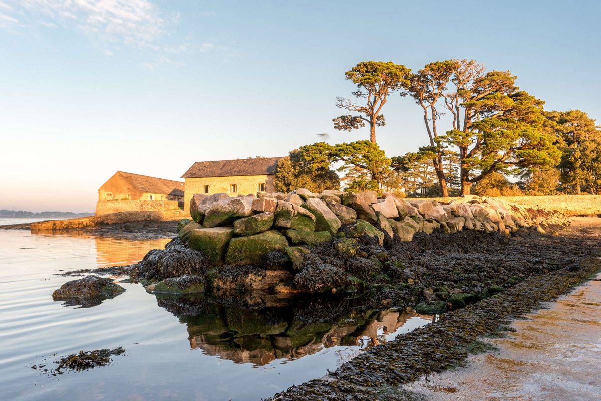 Observer les oiseaux du Golfe du Morbihan