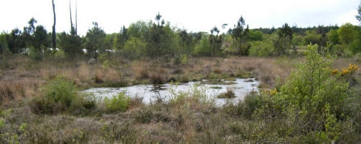 landes de monteneuf